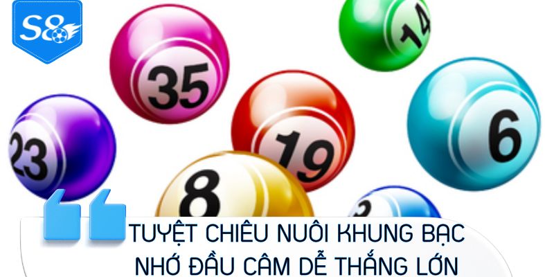 Tuyệt chiêu nuôi khung bạc nhớ đầu câm dễ thắng lớn
